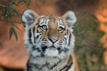 Hổ cái ăn thịt 13 người bị tòa Ấn Độ tuyên án