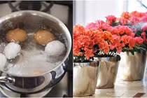 Vườn hoa ngập sắc không còn sâu bệnh chỉ với nước luộc trứng