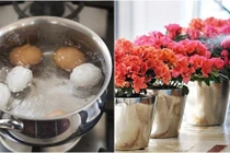 Vườn hoa ngập sắc không còn sâu bệnh chỉ với nước luộc trứng