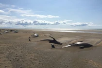 Hãi hùng hình ảnh hàng chục con cá voi chết khô trên bãi biển