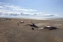 Hãi hùng hình ảnh hàng chục con cá voi chết khô trên bãi biển