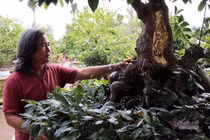 Mai vàng trăm tuổi gốc dát vàng, trả 2 tỷ đồng chưa bán