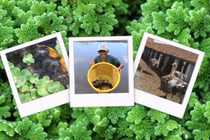 'Chân vịt, thịt gà, da trâu, đầu rắn', chim 'siêu to khổng lồ' 