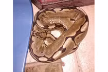 Tỉnh dậy, kinh hãi thấy con vật đang ngủ chung giường