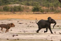 Voi con đi lạc thành mồi ngon cho sư tử