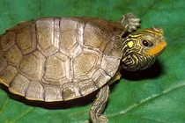 Bí ẩn loài rùa đắt như vàng ròng: Bị săn lùng đến tận diệt