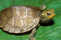 Bí ẩn loài rùa đắt như vàng ròng: Bị săn lùng đến tận diệt