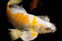 Cá chép thân dài 1m, vảy ánh kim giá 200 triệu đồng