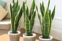 Đây là nguyên nhân nhà nào cũng phải trồng cây lưỡi hổ