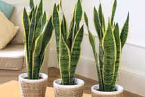 Đây là nguyên nhân nhà nào cũng phải trồng cây lưỡi hổ