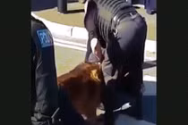 Video chó cảnh sát cắn chặt nam sinh đánh nhau ở Anh