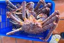 Đuôi bò đông lạnh, cua hoàng đế hấp hối rẻ khó tin 