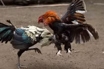 Cuộc đời nhiều thăng trầm của giang hồ Xóm Gà