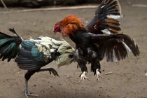 Cuộc đời nhiều thăng trầm của giang hồ Xóm Gà