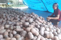 Bí ngô rớt giá thê thảm, cả tạ chỉ mua được 1kg thịt lợn