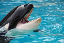 Cá voi sát thủ “nói” hello, bye-bye