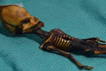 Sự thật về xác ướp "người ngoài hành tinh" gây xôn xao 18 năm trước