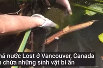 Video: Phát hiện sinh vật kỳ quái, hình dạng như bộ não