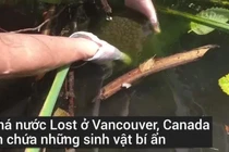 Video: Phát hiện sinh vật kỳ quái, hình dạng như bộ não