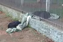 Chó nhà cho chó hoang mượn chăn đắp qua đêm rét