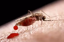 8 lí do tại sao muỗi cứ thích “đớp” bạn mà không phải người khác