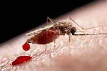 8 lí do tại sao muỗi cứ thích “đớp” bạn mà không phải người khác