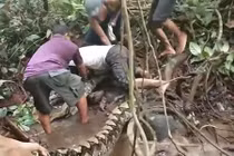 Video: 6 người đàn ông vật lộn bắt giữ trăn khổng lồ ở Indonesia