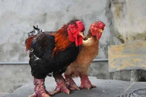 Thực hư gà Đông Tảo giá vài chục triệu đồng/con làm quà Tết