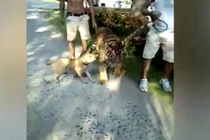 Quái dị: Hổ lớn bị chó nhỏ dọa sợ co rúm người bỏ chạy