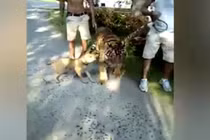 Quái dị: Hổ lớn bị chó nhỏ dọa sợ co rúm người bỏ chạy