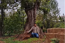 Trung Quốc chịu chi 12 tỷ mua cặp cây 'khủng', đại gia vẫn chưa chịu bán