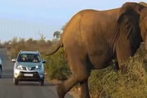 Video: Voi khổng lồ tập yoga trên đường, gây ác tắc giao thông