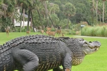 Video: Kinh hãi cá sấu khổng lồ đột nhập nhà dân