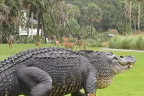 Video: Kinh hãi cá sấu khổng lồ đột nhập nhà dân