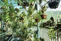 Vườn lan rừng “sang chảnh” vừa làm và chơi kiếm 1,8 tỷ đồng/năm