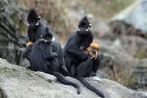 Đàn voọc 90 con, mẹ đen con vàng, thích ăn thảo quả ở xứ Tuyên