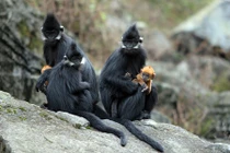 Đàn voọc 90 con, mẹ đen con vàng, thích ăn thảo quả ở xứ Tuyên