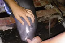 Bắt được cá lạ, dân làng đem cá đi chôn cả đêm