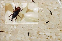 Bỏ thứ này vào gạo để nửa năm cũng không lo có mọt