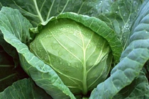 4 loại rau xanh ngon, bổ, rẻ chống ung thư cực tốt