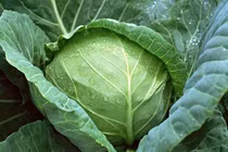 4 loại rau xanh ngon, bổ, rẻ chống ung thư cực tốt