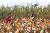 Ngô bất ngờ tăng giá vù vù đạt đỉnh 9 năm