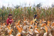 Ngô bất ngờ tăng giá vù vù đạt đỉnh 9 năm