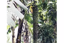 Buồng chuối kỳ lạ dài hơn 2m, “đẻ” 193 nải vẫn chưa dừng lại