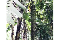Buồng chuối kỳ lạ dài hơn 2m, “đẻ” 193 nải vẫn chưa dừng lại