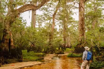 Cây cổ nhất thế giới có trước cả "Chúa", sống sót gần 3.000 năm