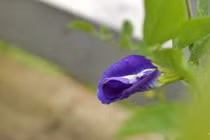 Chán chồng, yêu sếp và rồi tôi mất cả hai