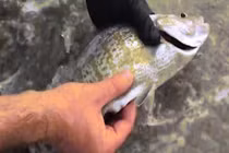 Video: Tận mắt xem cá biển đẻ con trên tay người