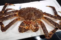 Bà nội trợ chung tiền săn cua hấp hối 