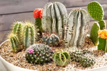 5 loại cây phá nát phong thủy, xua đuổi tài lộc